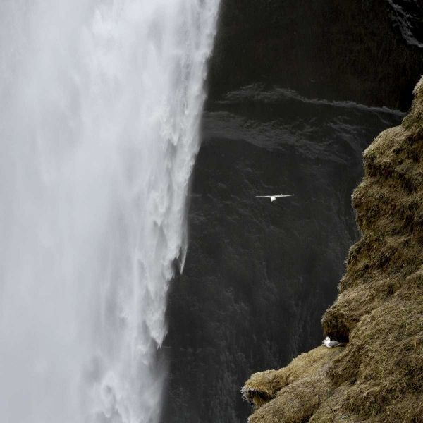 Iceland Seagull flies past Skogafoss waterfall